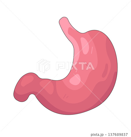 Illustration of human stomach Illustration of human stomach 137689837