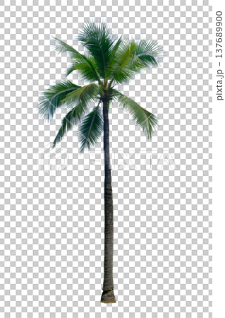 Coconut tree Coconut tree 137689900