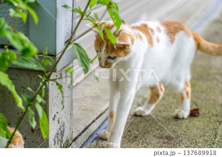 にゃんこず にゃんこず 137689918