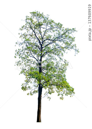 Pohon Pule (Alstonia scholaris) tree 137689919