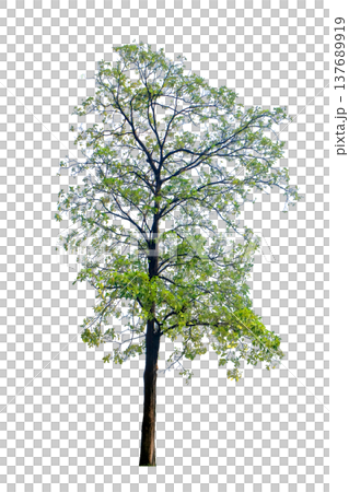 Pohon Pule (Alstonia scholaris) tree 137689919