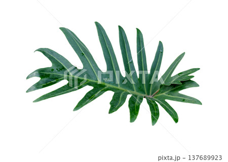 Green Philodendron Xanadu leaf tropical ornamental plant 137689923