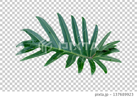 Green Philodendron Xanadu leaf tropical ornamental plant 137689923