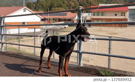 ドーベルマン・ピンシャー、ドーベルマン・ピンシェル 137689952