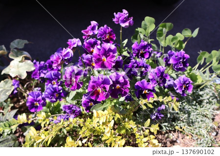 春に綺麗に咲くフリルビオラの花 137690102