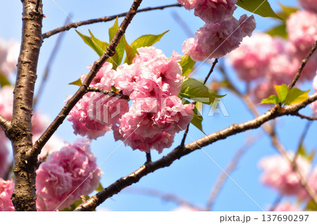 八重桜 松前花都 大阪造幣局にて 八重桜 松前花都 大阪造幣局にて 137690297