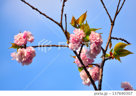 八重桜　松前花都　大阪造幣局にて 137690307