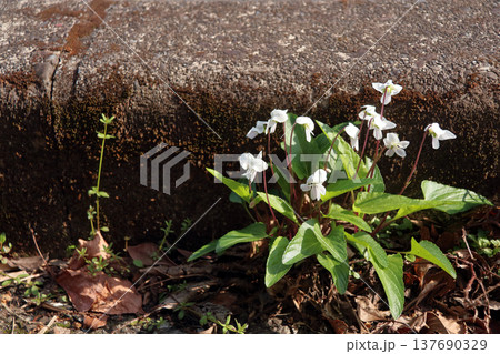 スミレ（菫） 137690329