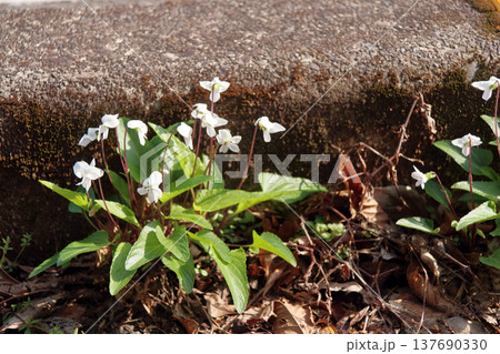 スミレ（菫） 137690330