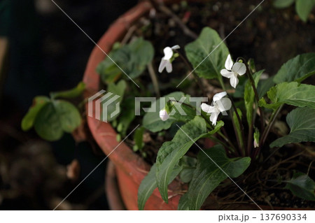 スミレ(菫) スミレ(菫) 137690334