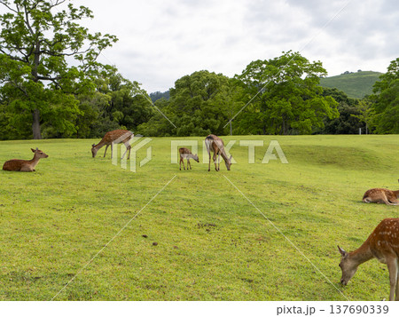 奈良公園飛火野園地の鹿の群れ 奈良公園飛火野園地の鹿の群れ 137690339