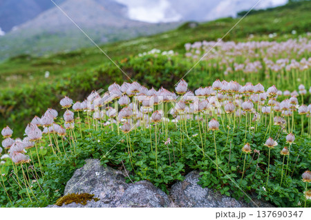 大雪山の高山帯に広がるチングルマの綿毛 高山植物の風景 137690347