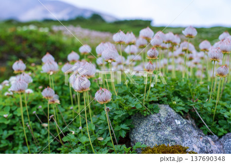 大雪山の高山帯に広がるチングルマの綿毛 高山植物の風景 137690348