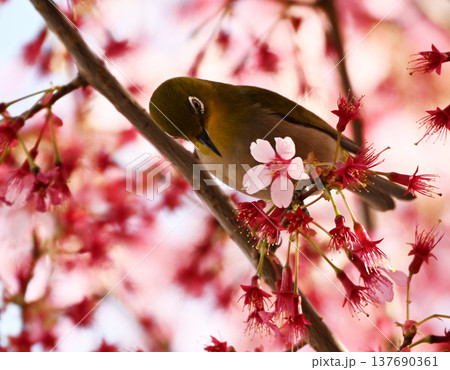 満開のおかめ桜の枝にとまるメジロ 137690361