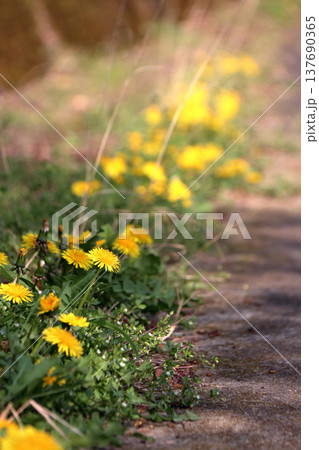 タンポポ花キク科タンポポ属多年生 137690365