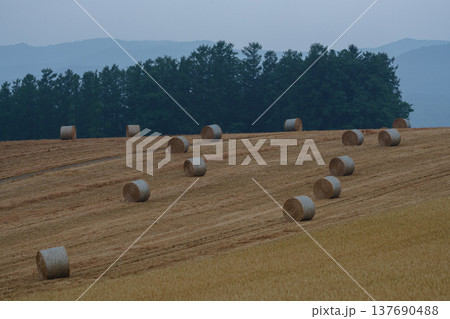 北海道美瑛富良野の丘に並ぶ牧草ロールの風景 137690488
