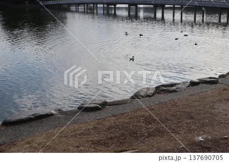 2024年・福岡・福岡市・風景・中央区大濠公園・大濠公園・其の三十五 137690705