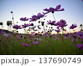 コスモスの横顔 137690749