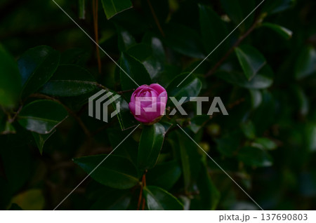 Japanese camellia in the garden in bloom with leaves. Pink Japanese camellia flowers in rural. Flower and plant. 137690803