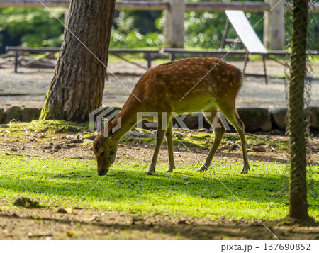草を食べる奈良公園の鹿 137690852