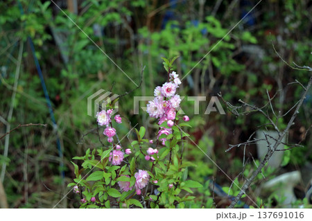 八重咲庭梅ニワウメ満開ゆすらうめ 八重咲庭梅ニワウメ満開ゆすらうめ 137691016