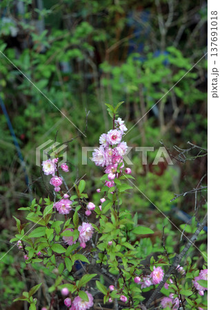 八重咲庭梅ニワウメ満開ゆすらうめ 137691018