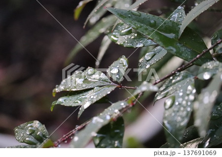 雨に濡れた南天の葉 137691069