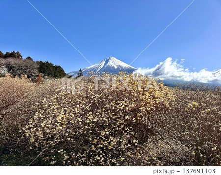 ミツマタと富士山 137691103