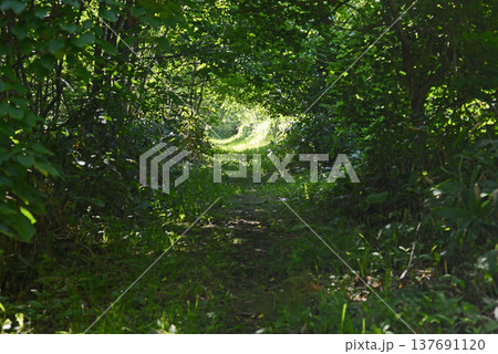 初夏の散歩で通る緑のトンネル 137691120