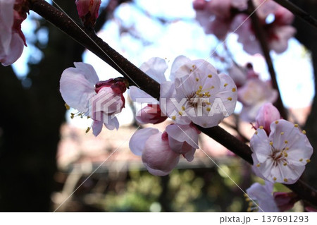 薄桃色のアンズの花 薄桃色のアンズの花 137691293