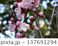 春を彩るアンズの花 137691294