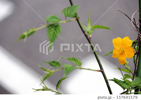 咲いたヤマブキ山吹 咲いたヤマブキ山吹 137691579