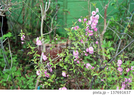 八重咲庭梅ニワウメ満開ゆすらうめ 137691637