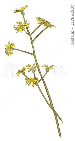 ツワブキの花 137691907