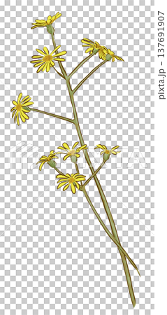 wa花 wa花 137691907