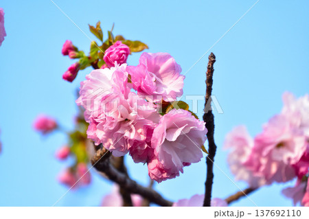 八重桜 手毬 大阪造幣局にて 八重桜 手毬 大阪造幣局にて 137692110