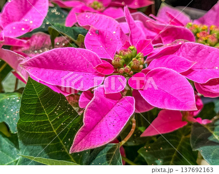 冬のポインセチア～リミテッドエディション～ 137692163