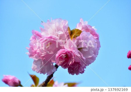 八重桜　手毬　大阪造幣局にて 137692169