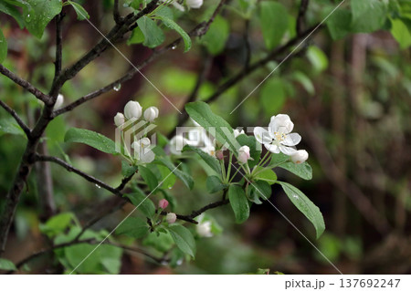 ヒメリンゴ姫リンゴ姫林檎 ヒメリンゴ姫リンゴ姫林檎 137692247