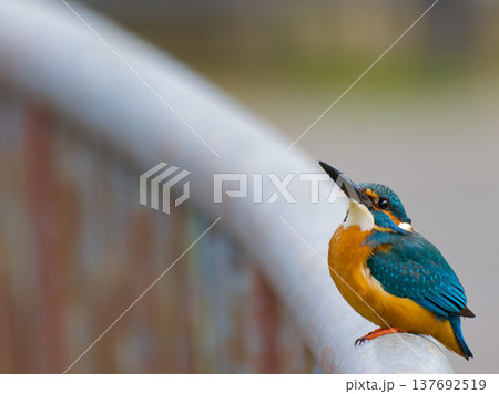 手すりに止まるカワセミ(Kingfisher)都市の野鳥とコピースペース 手すりに止まるカワセミ(Kingfisher)都市の野鳥とコピースペース 137692519