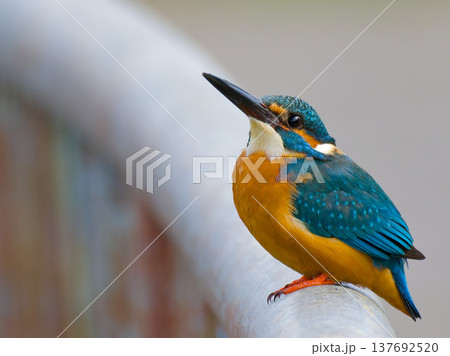 手すりに止まるカワセミ（Kingfisher）都市の野鳥とコピースペース 137692520