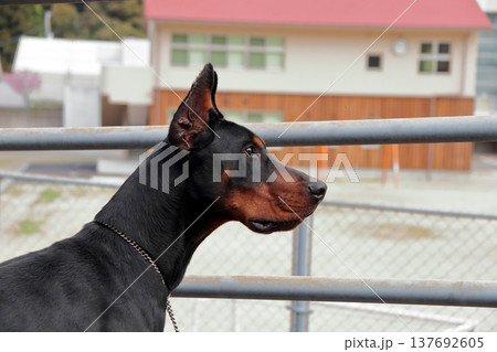 ドーベルマン・ピンシャー、ドーベルマン・ピンシェル 137692605