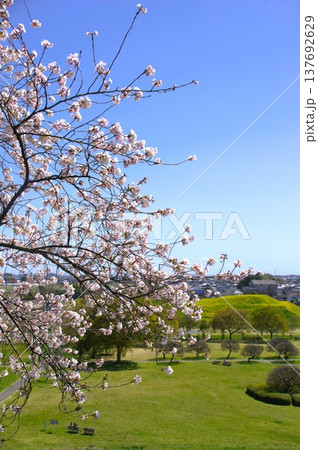 行田市の桜 行田市の桜 137692629