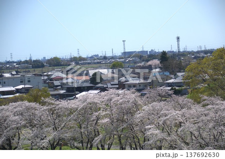 行田市の街並みと桜 行田市の街並みと桜 137692630