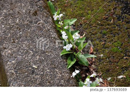 スミレ（菫） 137693089