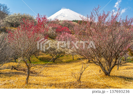 富士山と梅林　裾野市　梅の里 137693236