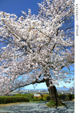 行田市の桜 行田市の桜 137693374