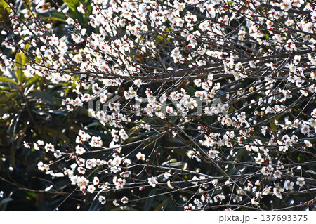 梅の花 137693375