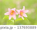 ヒメサユリ 137693889