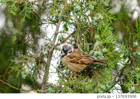 Sparrow perched in green conifer branches Sparrow perched in green conifer branches 137693906